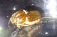 Anoxia villosa