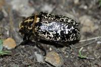 Polyphylla fullo