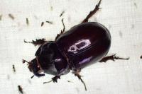 Oryctes nasicornis