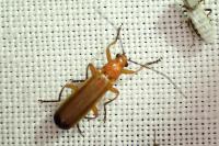 Rhagonycha fulva