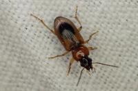 Stenolophus discophorus