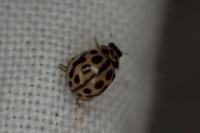 Tytthaspis sedecimpunctata