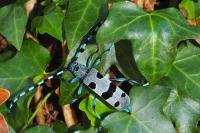 Rosalia alpina