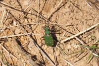 Cicindela campestris