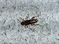 Xylotrechus stebbingi