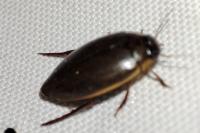 Rhantus