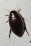 Rhantus