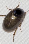 Enochrus