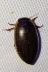 Rhantus
