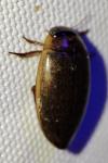 Rhantus