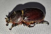 Oryctes nasicornis