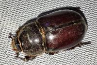 Oryctes nasicornis