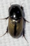 Esymus merdarius