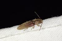 Oligomerus