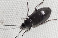 Agonum