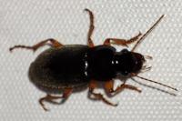 Pseudoophonus rufipes