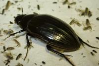 Hydrophilus piceus