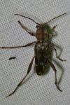 Xylotrechus stebbingi
