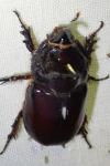Oryctes nasicornis