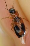 Badister bullatus