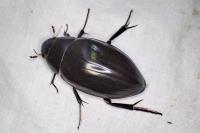 Hydrophilus piceus