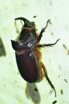 Oryctes nasicornis
