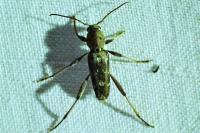 Xylotrechus stebbingi