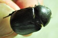 Pentodon bidens punctatum