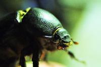 Pentodon bidens punctatum