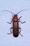 Rhagonycha fulva