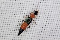 Paederus fuscipes