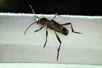 Xylotrechus stebbingi
