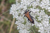 Anastrangalia dubia