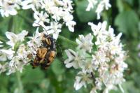 Rutpela maculata