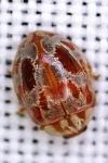 Myrrha octodecimguttata formosa