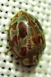 Myrrha octodecimguttata formosa