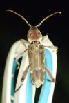 Xylotrechus stebbingi