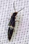 Philonthus