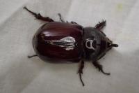 Oryctes nasicornis
