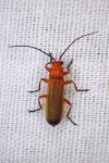 Rhagonycha fulva