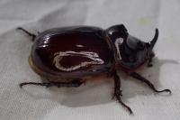 Oryctes nasicornis