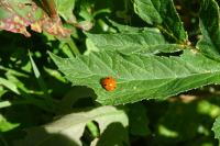Coccinella quinquepunctata