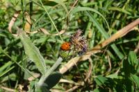 Coccinella septempunctata