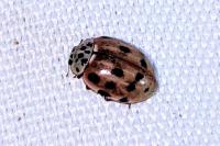 Harmonia quadripunctata