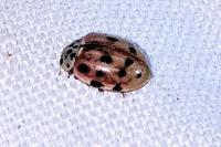 Harmonia quadripunctata