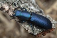 Temnoscheila caerulea