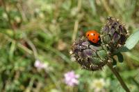 Coccinella septempunctata