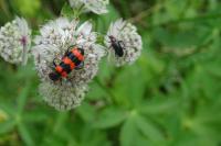 Trichodes apiarius