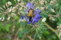 Stictoleptura fulva