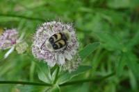 Trichius fasciatus